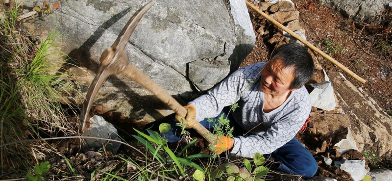 圖為曾付學在門前荒山上用鎬造地。