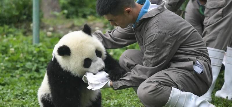 5月26日在中國大熊貓保護研究中心臥龍神樹坪基地的“熊貓幼兒園”內拍攝的大熊貓。