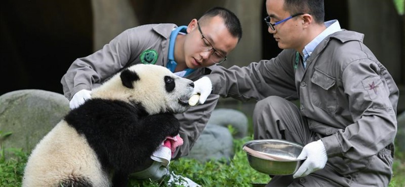 5月26日在中國大熊貓保護研究中心臥龍神樹坪基地的“熊貓幼兒園”內拍攝的大熊貓。