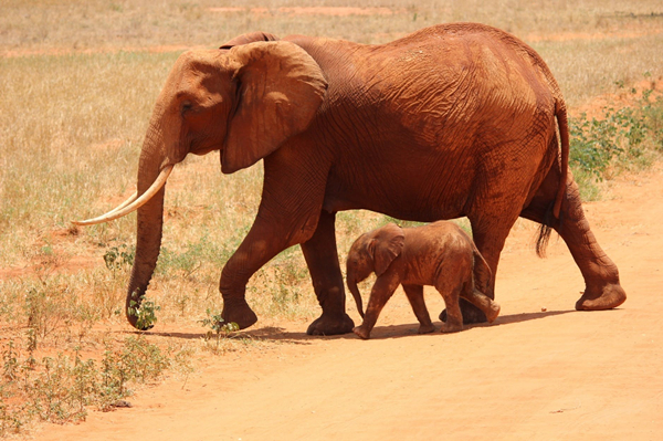 elephant-cub-tsavo-kenya-66898_副本