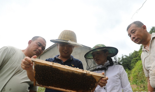 說干就干，一向雷厲風(fēng)行的魏興旺當(dāng)即就用自己剩余的10萬元積蓄從外地購買了120箱蜂種，開始了自己的養(yǎng)蜂之旅。圖為魏興旺在養(yǎng)蜂基地查看蜜蜂產(chǎn)蜜情況。