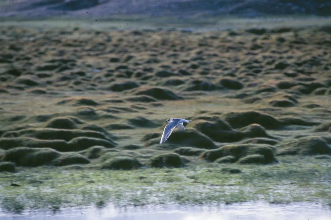 燕鷗，青海玉樹雜多，1995年（首發/《中國攝影》 攝影／奚志農　采訪／王江
）