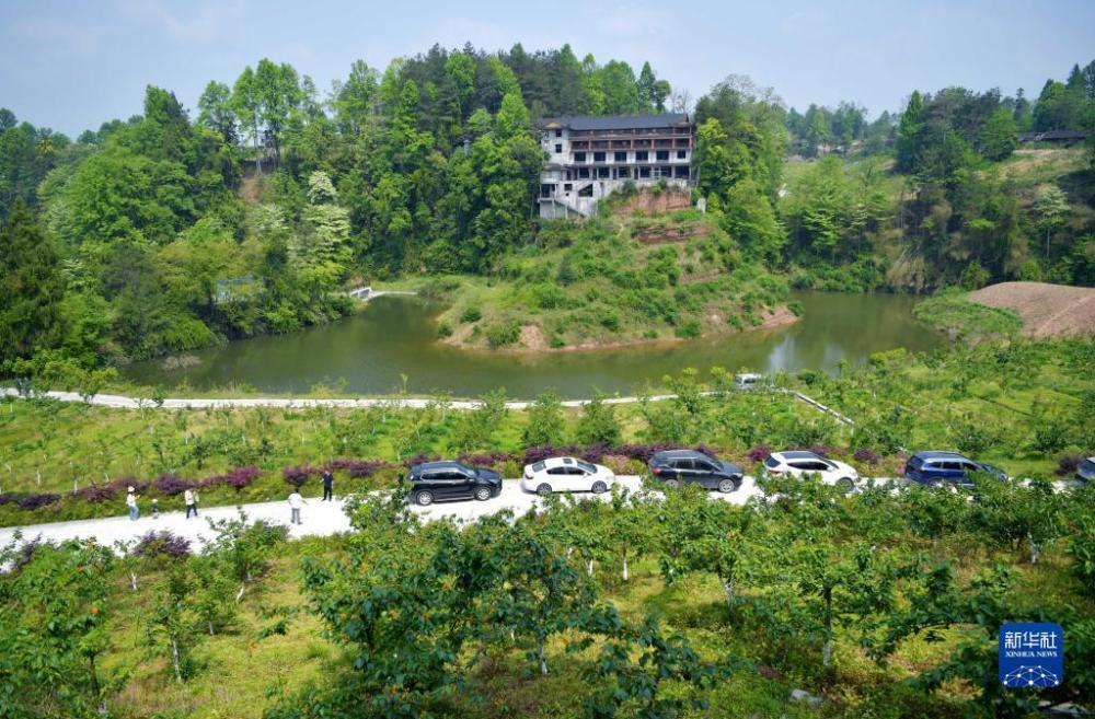 4月23日，在宣恩縣李家河鎮金陵寨村，游客將車輛停放在櫻桃園內的道路上，就近進園采摘櫻桃。 近日，湖北省恩施土家族苗族自治州宣恩縣李家河鎮金陵寨村引種的櫻桃進入成熟期，吸引眾多游客前往采摘。 據了解，當地村民通過成立農業公司，流轉荒山荒地，引進種植櫻桃、脆李、桃等水果，引客流進鄉村，帶動了鄉村旅游發展，為鄉村振興注入新活力。 新華社發（宋文攝）