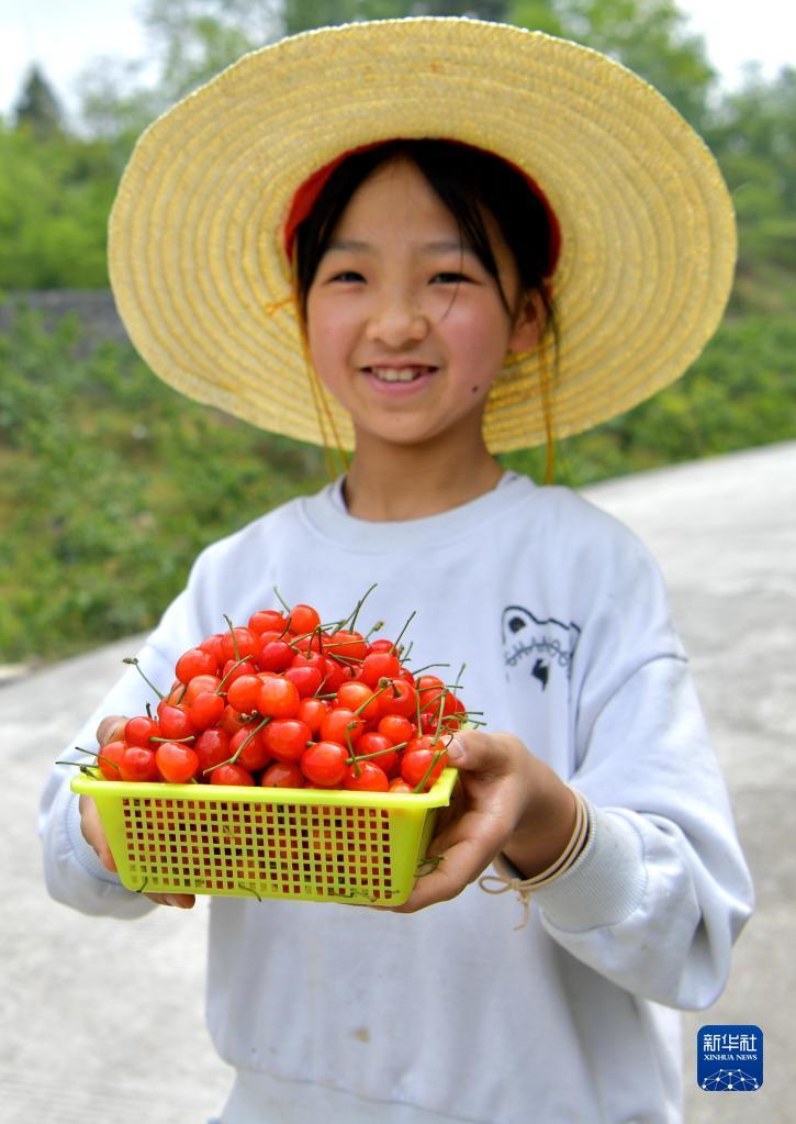 4月23日，在宣恩縣李家河鎮金陵寨村，游客將車輛停放在櫻桃園內的道路上，就近進園采摘櫻桃。 近日，湖北省恩施土家族苗族自治州宣恩縣李家河鎮金陵寨村引種的櫻桃進入成熟期，吸引眾多游客前往采摘。 據了解，當地村民通過成立農業公司，流轉荒山荒地，引進種植櫻桃、脆李、桃等水果，引客流進鄉村，帶動了鄉村旅游發展，為鄉村振興注入新活力。 新華社發（宋文攝）