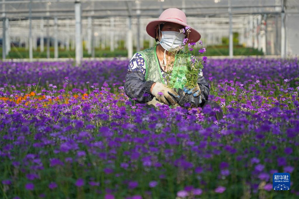 　5月5日，在江西省南昌市灣里管理局羅亭鎮(zhèn)政通園藝草花生產(chǎn)基地，花農(nóng)在勞作。

　　近日，江西省南昌市灣里管理局羅亭鎮(zhèn)政通園藝草花生產(chǎn)基地的100余畝鮮花競相綻放。花農(nóng)們利用晴好天氣，培育多種鮮花供應(yīng)市場。

　　近年來，當(dāng)?shù)卣罅Ψ龀只ɑ苊缒井a(chǎn)業(yè)，推進(jìn)龍頭企業(yè)+村集體入股+返聘村民就業(yè)的經(jīng)營模式，帶動當(dāng)?shù)卮迕裨鍪罩赂弧?

　　新華社記者 萬象 攝