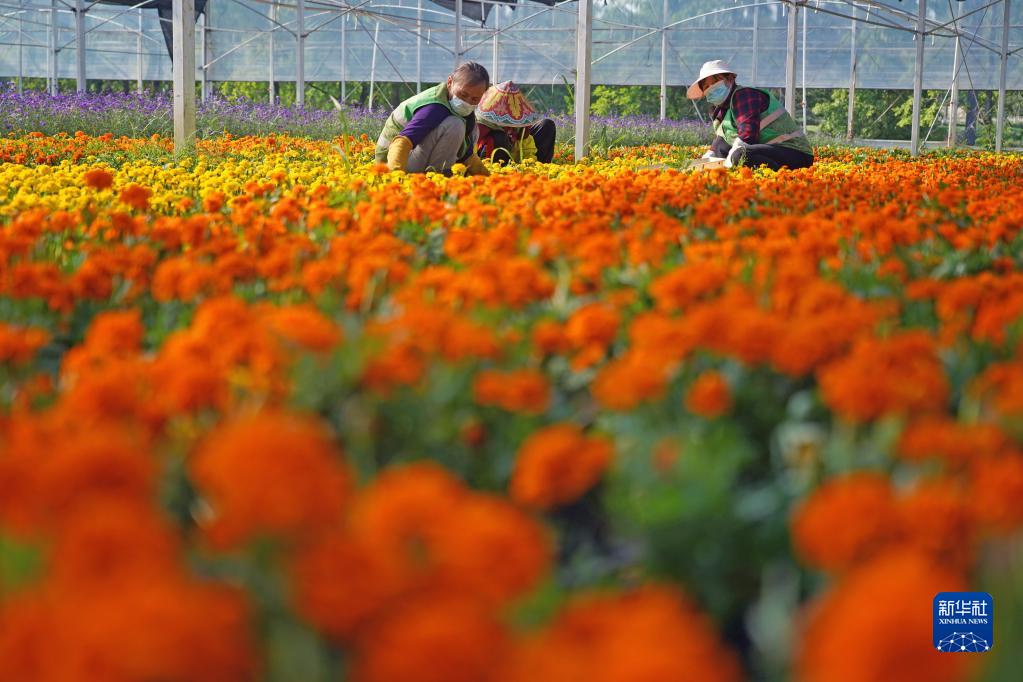 5月5日，在江西省南昌市灣里管理局羅亭鎮(zhèn)政通園藝草花生產(chǎn)基地，花農(nóng)給鮮花除草。

　　近日，江西省南昌市灣里管理局羅亭鎮(zhèn)政通園藝草花生產(chǎn)基地的100余畝鮮花競相綻放。花農(nóng)們利用晴好天氣，培育多種鮮花供應(yīng)市場。

　　近年來，當(dāng)?shù)卣罅Ψ龀只ɑ苊缒井a(chǎn)業(yè)，推進(jìn)龍頭企業(yè)+村集體入股+返聘村民就業(yè)的經(jīng)營模式，帶動當(dāng)?shù)卮迕裨鍪罩赂弧?

　　新華社記者 萬象 攝