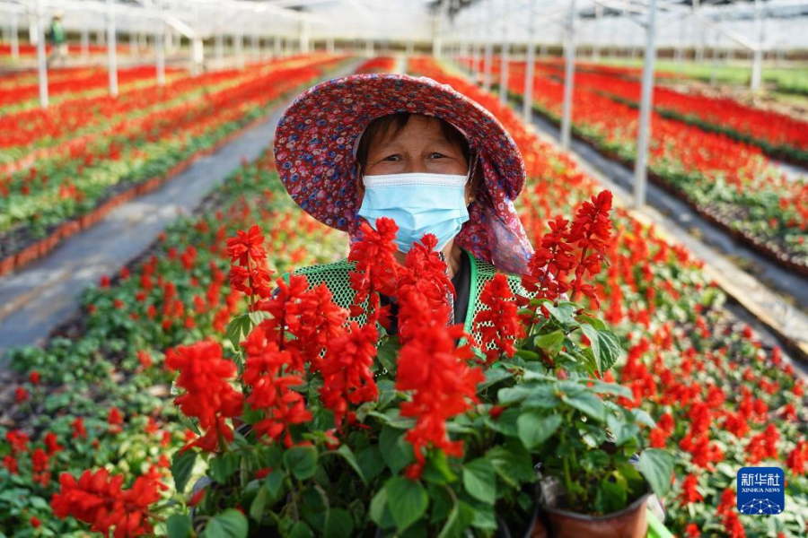 5月5日，在江西省南昌市灣里管理局羅亭鎮(zhèn)政通園藝草花生產(chǎn)基地，花農(nóng)展示培育的鮮花。

　　近日，江西省南昌市灣里管理局羅亭鎮(zhèn)政通園藝草花生產(chǎn)基地的100余畝鮮花競相綻放。花農(nóng)們利用晴好天氣，培育多種鮮花供應(yīng)市場。

　　近年來，當(dāng)?shù)卣罅Ψ龀只ɑ苊缒井a(chǎn)業(yè)，推進(jìn)龍頭企業(yè)+村集體入股+返聘村民就業(yè)的經(jīng)營模式，帶動當(dāng)?shù)卮迕裨鍪罩赂弧?

　　新華社記者 萬象 攝