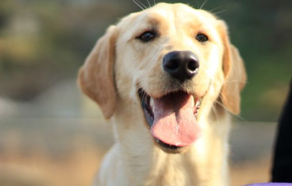 圖怪獸_國際盲人日你愿和導盲犬同行嗎彩色簡約卡通公眾號首圖(1)